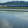 田植えの後