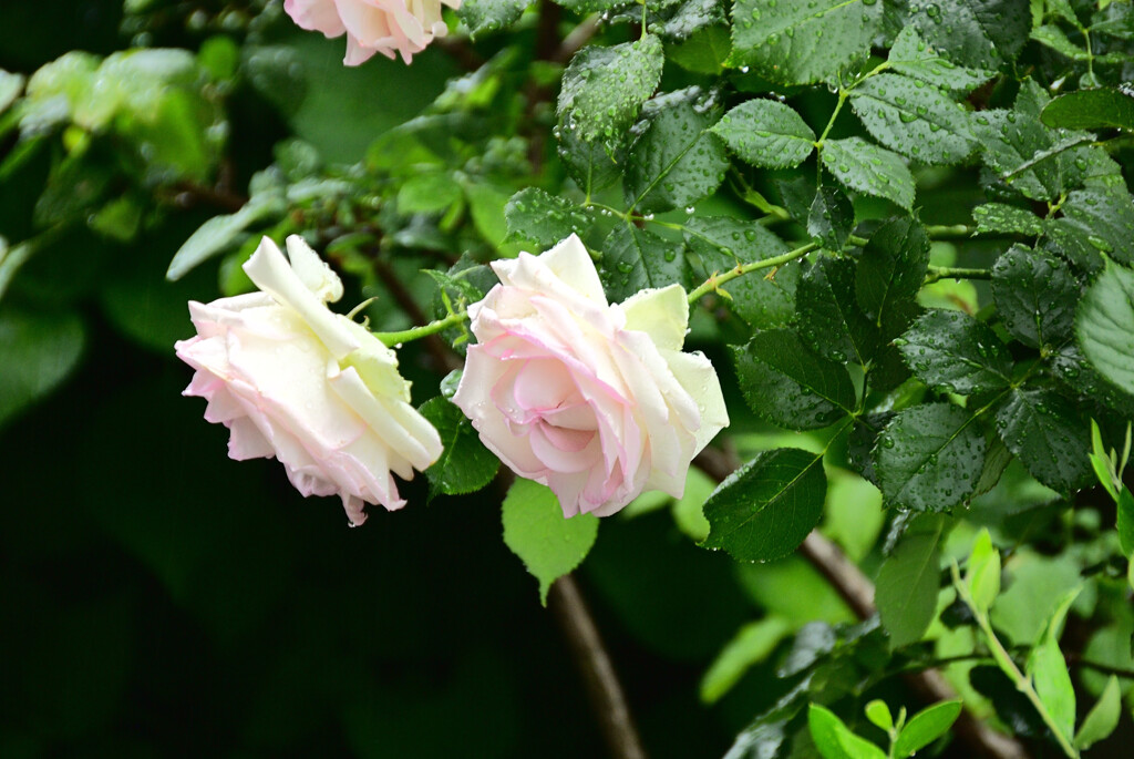 雨の日の薔薇