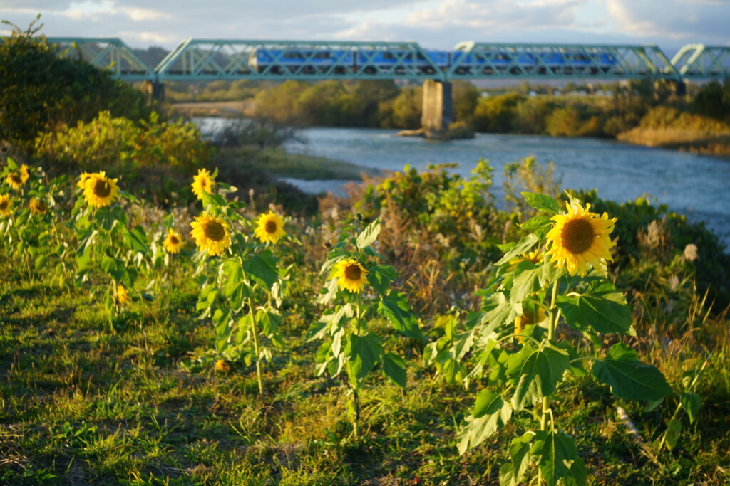 11月のひまわり