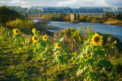 11月のひまわり