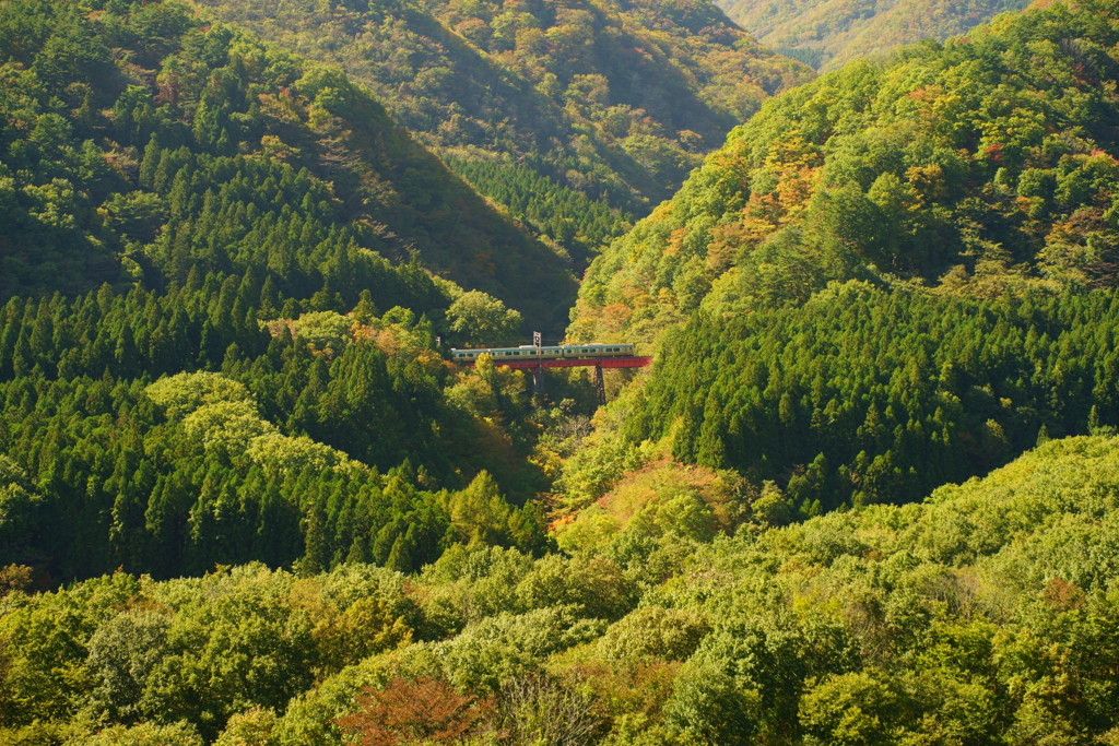 森を走る・秋