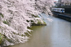 桜映える　左沢線