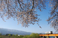桜の野川橋