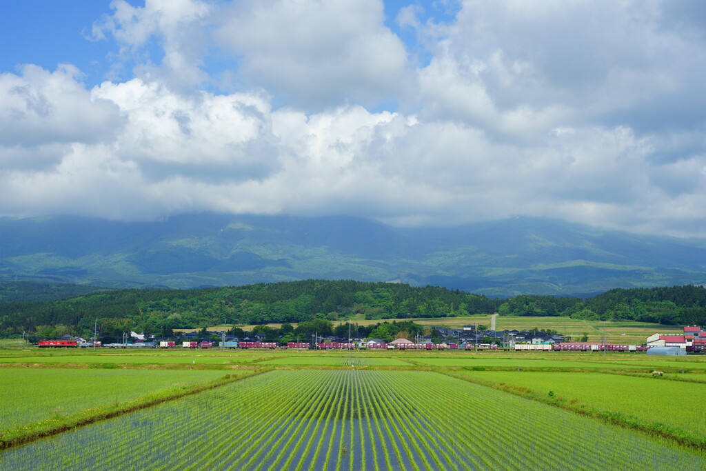 初夏の候