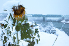 12月のひまわり