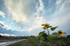 10月のひまわり 10月のひまわり