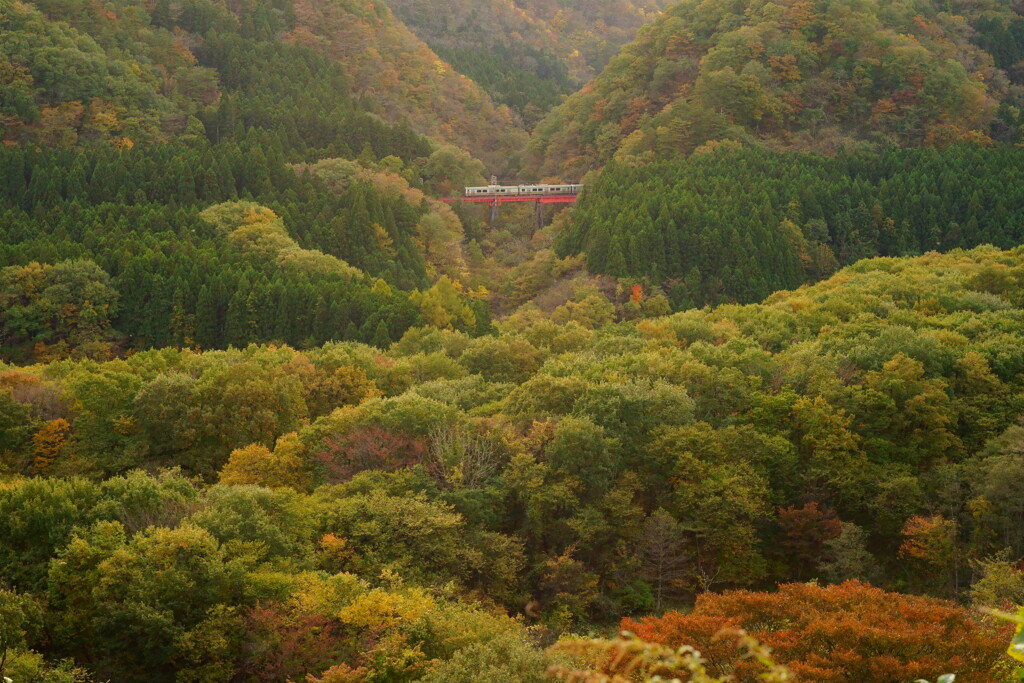 森は秋