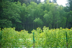 紅花と竹林