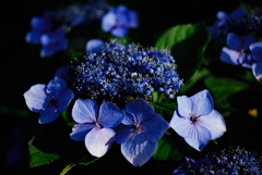 今年の紫陽花も終わりかなⅢ