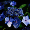 今年の紫陽花も終わりかなⅢ