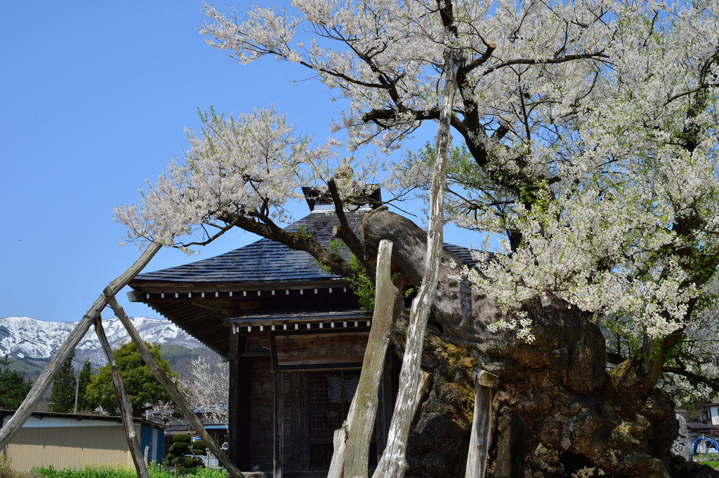 薬師堂の桜