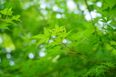夏紅葉