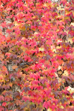 蔦の紅葉 蔦の紅葉