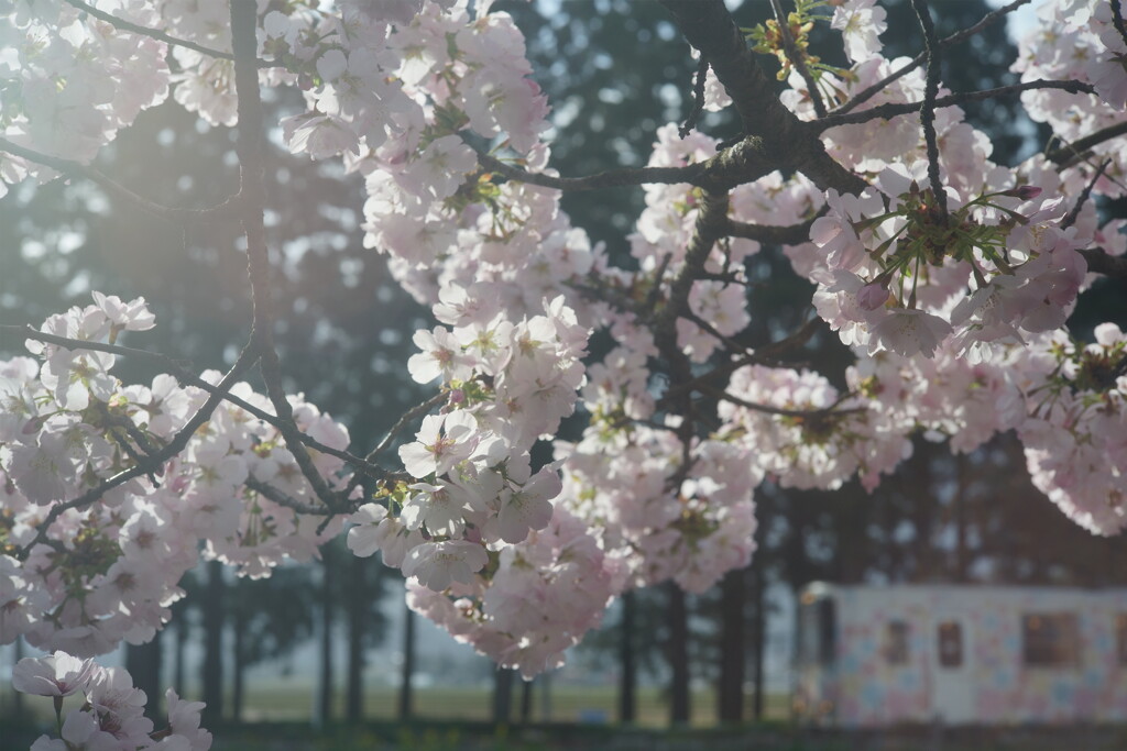 桜と列車