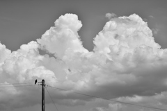 カラスと入道雲