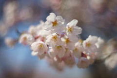 平成の桜