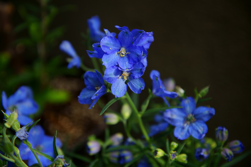寄せ植えの花