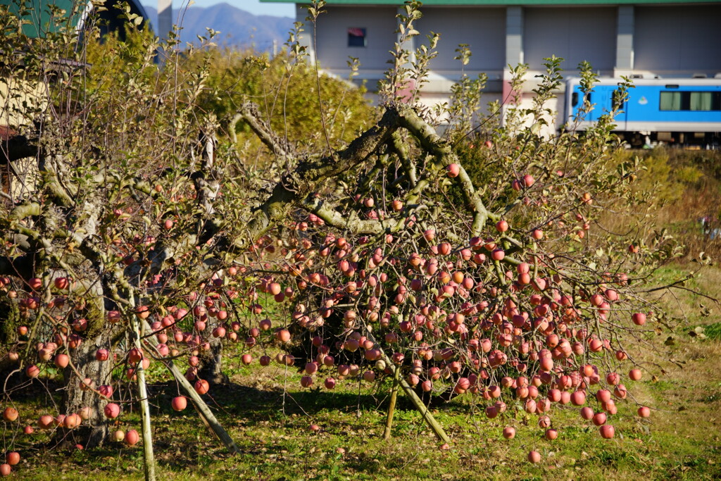 りんごの生る頃