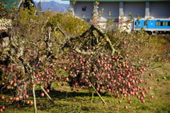 りんごの生る頃