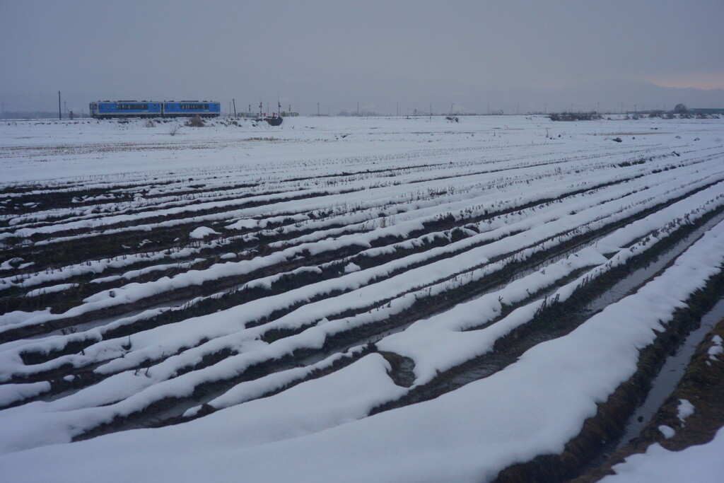 ざわせんの雪
