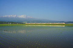 田植えにいなほ