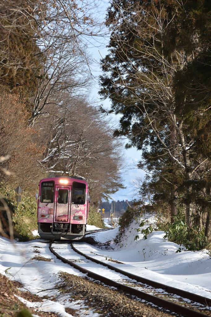 春の木洩れ陽