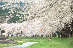 たえて桜のなかりせば
