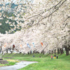 たえて桜のなかりせば