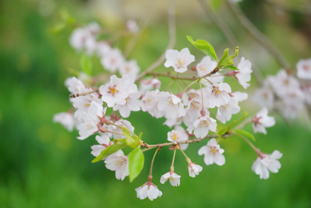 エドヒガンの花