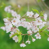 エドヒガンの花