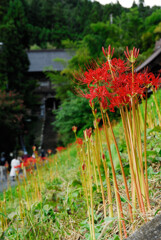 慈恩寺の彼岸花