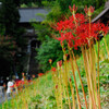 慈恩寺の彼岸花
