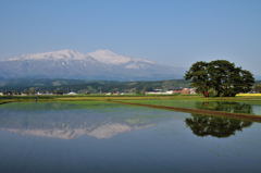 春の水田