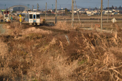 枯れ野