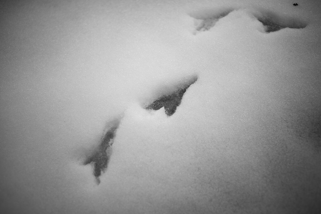 雪の足跡