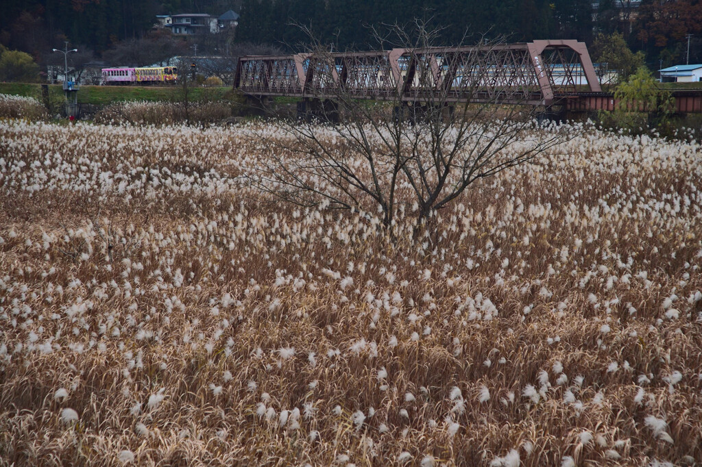 ススキの川を渡る