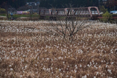 ススキの川を渡る