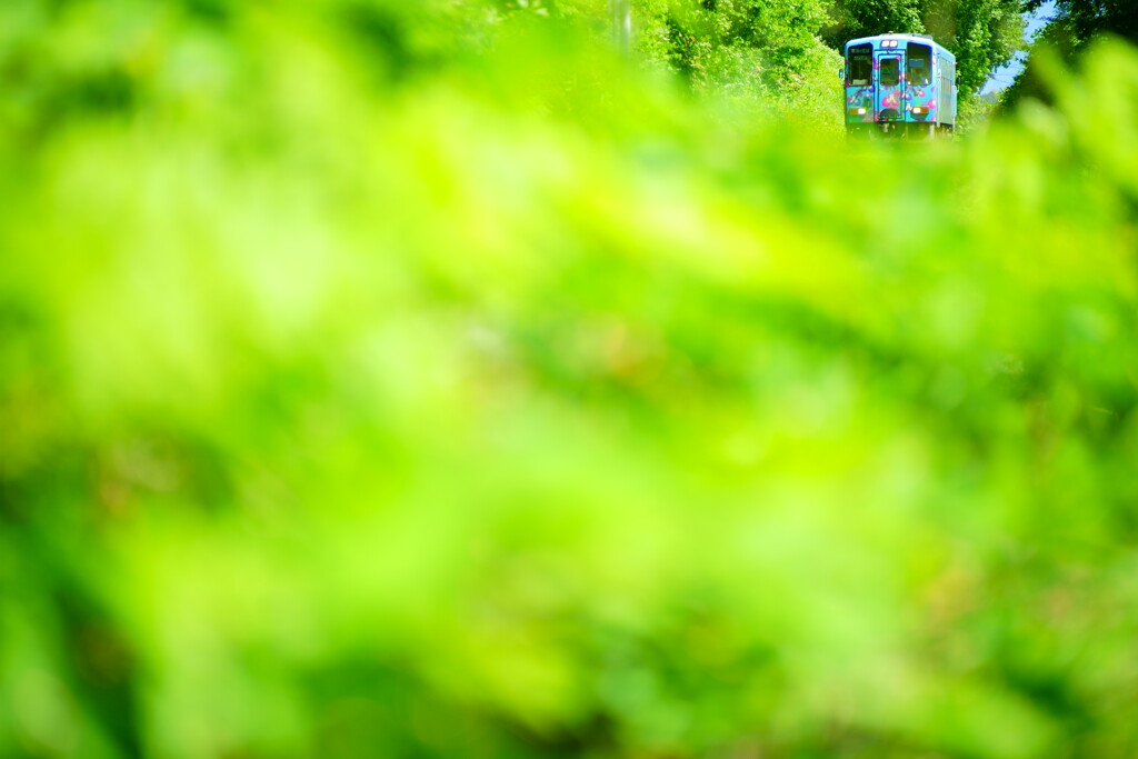 Green leaves