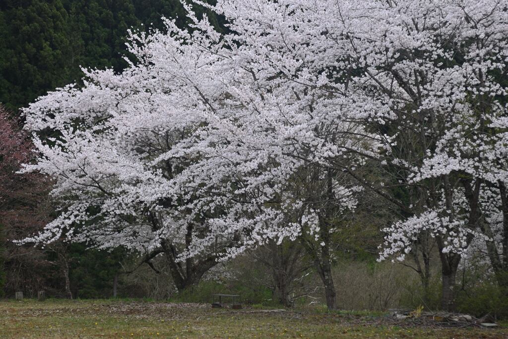 無人の花見