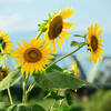 沿線のひまわり