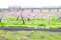 桃の花とさくら列車