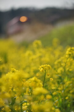 菜の花も咲いた