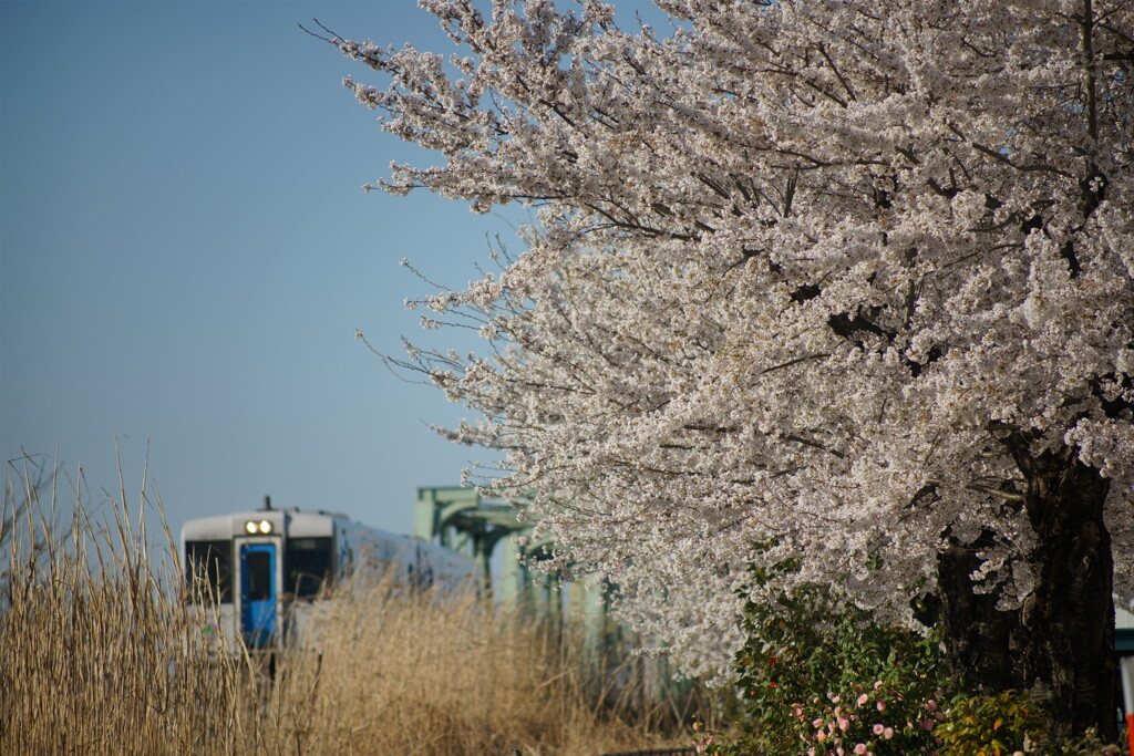 たえて桜のなかりせば