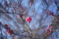 紅梅が咲き始めました