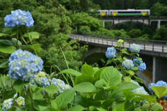 紫陽花が咲き始めました