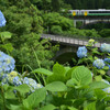 紫陽花が咲き始めました