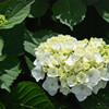 紫陽花が咲いた