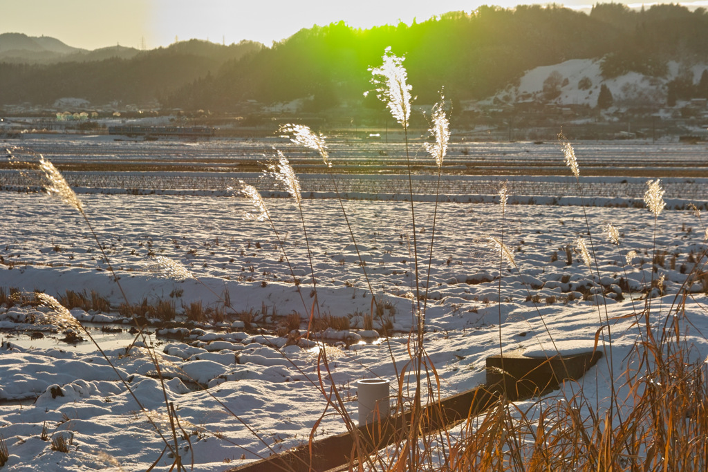 輝く枯れすすき