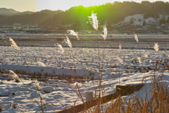 輝く枯れすすき