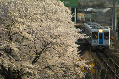 花路線